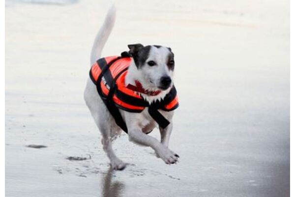Pet life-jacket #05017